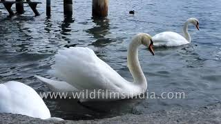 Swans swimming in Lake Geneva of Vevey Switzerland [upl. by Yentterb]