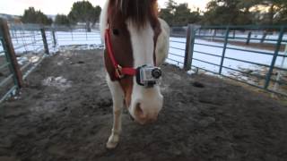 How To Attatch Your GoPro To Your Horse [upl. by Ful]