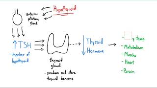 Synthroid Explained in 4 Minutes [upl. by Enyrhtac846]