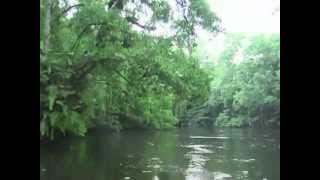 FSM  Kosrae  Mother Snake Mangrove [upl. by Ace79]