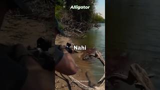 Difference between crocodile and alligator  shorts facts [upl. by Enyrhtak382]