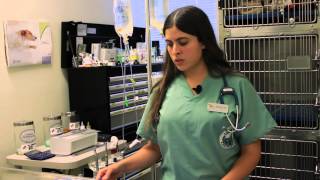 How to Check Your Cat for Fleas its super easy  Cat Health Vet Advice [upl. by Kiefer]