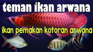 Teman Ikan Arwana  Macam Macam Ikan Tankmate Arwana [upl. by Leahcam932]