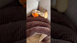 A little fox that knows how to vie for attention shorts fox shortvideo pet cute [upl. by Inoek168]