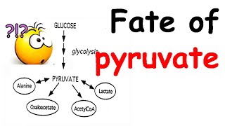 Fate of pyruvate [upl. by Gascony]