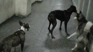 doberman vs husky vs bull terrier [upl. by Hairahcaz]