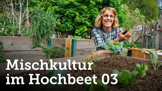 Teil 3  Reiche Ernte aus dem Hochbeet erzielen mit Hilfe der genialen Mischkultur 🌱🌼 [upl. by Haidabej]