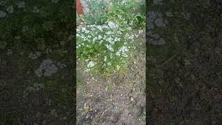 Dhonia pataCoriander plant update shorts coriander [upl. by Ettesoj]