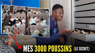 MON SECRET jobtiens 3000 POUSSINS par MOIS avec LE POULET GOLIATH élevage du poulet local [upl. by Anirad]