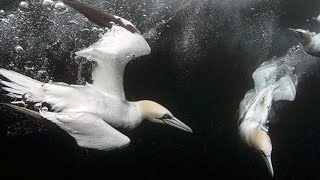 Gannet Bird [upl. by Adnil827]