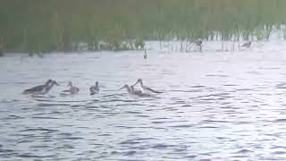 Common Greenshank in Del Norte County CA 92623 [upl. by Langelo]