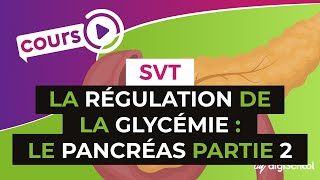 SVT BAC S  La régulation de la glycémie  le pancréas PARTIE 2 [upl. by Dichy]