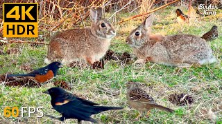 Cat TV for Cats to Watch 😺 Cute Bunnies Spring Birds Squirrels 🐿 8 Hours 4K HDR 60FPS [upl. by Hgielra34]