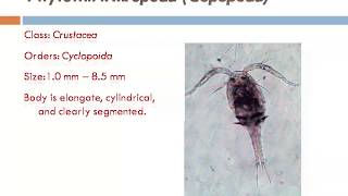 Zooplankton types amp their images and identification [upl. by Soirtimid]