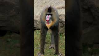 Amazing Facts About Monkeys [upl. by Mulligan299]