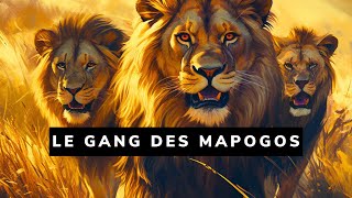 La troupe de lions la plus meurtrière ayant jamais existé  Les lions Mapogos 🐾 [upl. by Sidnal]