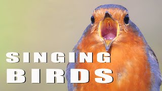 SINGING BIRDS [upl. by Arri]