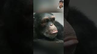 Chimpanzee ko uski maa se milaya🫡 monkey animals amazingfacts chimpanzee knowledge wildlife [upl. by Hansen695]