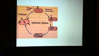 Vermehrung von Phasen  Vermehrungszyklus Bakteriophagen [upl. by Adorl]