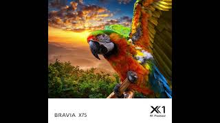 BRAVIA X75  4K XReality PRO™  4K Processor X1™ [upl. by Chitkara]