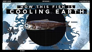 How this tiny Fish is Cooling our Planet [upl. by Nitaj]