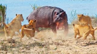 Angry Hippo Tries Fighting Off 7 Lions [upl. by Maro]