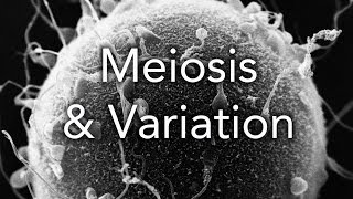 A2 Biology Meiosis and Variation [upl. by Anawik]