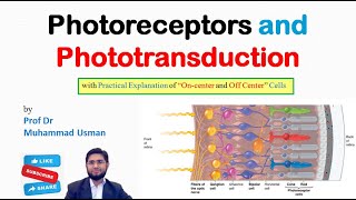 Photoreceptors and Phototransduction  Eye Physiology [upl. by Wolfgram650]