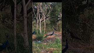 Peacock 🦚 Peacock sound shorts viral trending youtubeshorts birds [upl. by Huntlee]