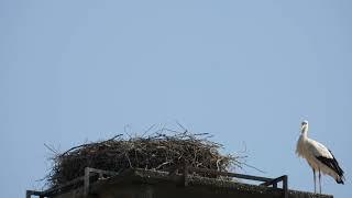 Storchennest Fridolfing 250624  HubschrauberAlarm  Da werden die großen ganz klein [upl. by Priebe]