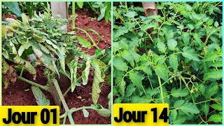 Comment traiter le rabougrissement bactérien de la tomate [upl. by Dammahum]