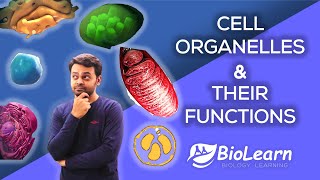 CELL ORGANELLES AND THEIR FUNCTIONS  Cell Organelles 2023 Video  Class 9 Biology ICSE  BioLearn [upl. by Landmeier411]