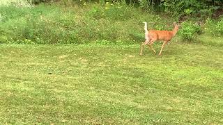 White tail Deer Warning Call [upl. by Freiman]