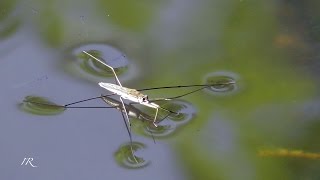 Gemeiner Wasserläufer Gerris lacustris [upl. by Julissa]