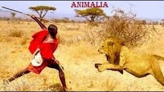 Masai Man vs Tigers  Fearless Masai Men Stealing Lions Food  Amazing Wild Life [upl. by Laveen]