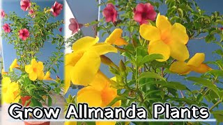 Allamanda plant care tips  allamanda plant cuttings  allamanda plant care [upl. by Wolpert]