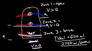 Ventilation and Perfusion [upl. by Wivinah]