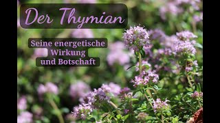 Der Thymian  Seine energetische Wirkung und Botschaft [upl. by Assadah436]