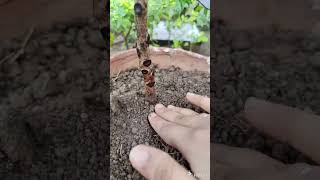 How to Grow Aucuba Japonica plant amp reports  gardening shortvideo [upl. by Sulokcin]