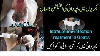 intrauterine Treatment in Goats  بکریوں میں بچہ دانی کی انفیکشن کا علاج  Douching in goats [upl. by Nnauol]