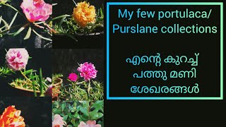 portulacapurslane plant care in malayalam [upl. by Arlynne]