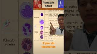 Tipos de células de la sangre los leucocitos ATLAS de hematología short hematologia células [upl. by Enilec789]