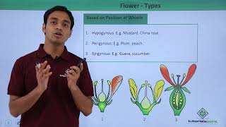 Class 11th – Flower – Types  Morphology of Flowering Plants  Tutorials Point [upl. by Det]