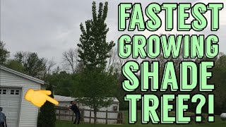 Fastest Growing Shade Tree in America  Hybrid Poplar Review 3 Years after planting [upl. by Savage79]