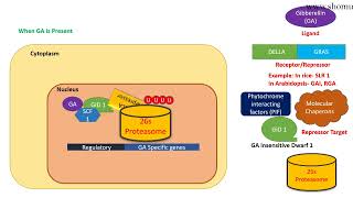 Gibberellin signaling pathway [upl. by Irod563]