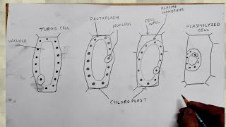 how to draw plasmolysed cell turgid [upl. by Aissac]