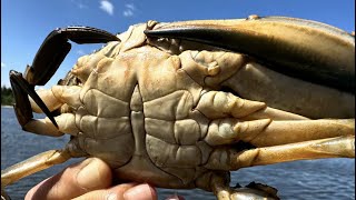 Crabbing NJ  Riverfront Landing County Park [upl. by Sualocin222]