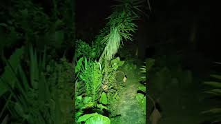 Bukit Brown Cemetery  1st Day Ghost Month  Season 5 Episode 53 [upl. by Liagibba]