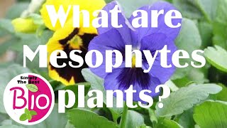 What are Mesophytes plants by Simply The Best BIO [upl. by Giulietta321]