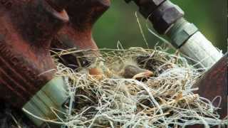 A Journey in Nature  Sandhill Crane Documentary in Central Nebraska [upl. by Odnarb]